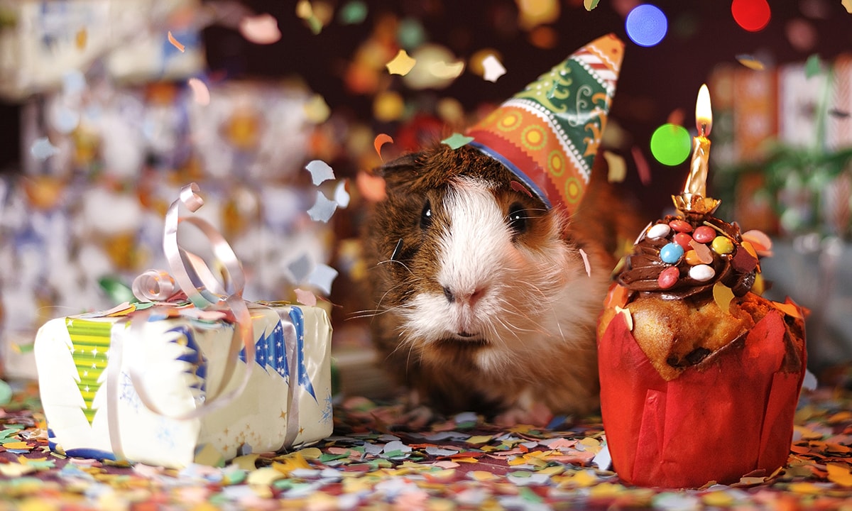 Photo d'un cochon d'inde coiffé d'un chapeau d'anniversaire, avec à sa gauche un petit cadeau et à sa droite et petit gâteau avec une bougie